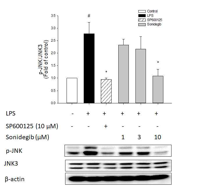 Sonidegib에 의한 LPS-유도 JNK 인산화 억제
