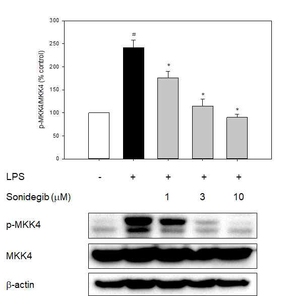 Sonidegib에 의한 LPS-유도 MKK4 인산화 억제