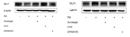 Sonidegib에 의한 Gli1 nuclear translocation 억제(좌: 세포질 분획; 우: 핵 분획)