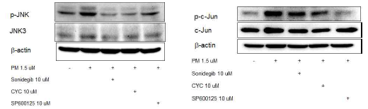 Sonidegib에 의한 JNK (좌) 및 c-Jun (우) 인산화 억제