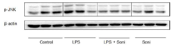 생쥐에서 LPS주사로 유도한 JNK 인산화에 대한 sonidegib의 영향