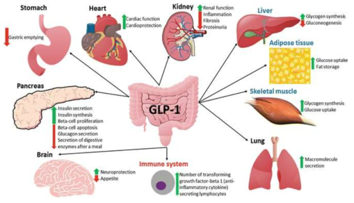 대장 (colon)에서 분비된 GLP-1은 신경계 및 내분비계를 포함한 다양한 신체 장기들에 영향을 미치는 것으로 알려져 있음