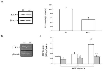 LPA6 receptor subtype에 대한 siRNA발현은 세포에서 LPA6 receptor 발현을 억제하고 진토닌에 의한 GLP-1 분비를 억제한다