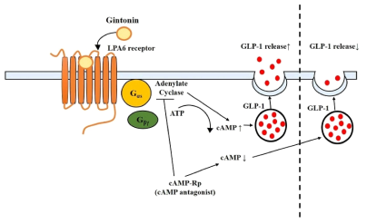 진토닌에 의한 장 (intestine) GLP-1 분비 증가는 LPA6 receptor subtypes를 통하여 이루어짐. 그에 대한 세포막 신호전달 경로는 LPA6 receptor→Gas→adenylate cyclase→ cAMP→cAMP-dependent GLP-1 secretion과 연결됨을 확인함
