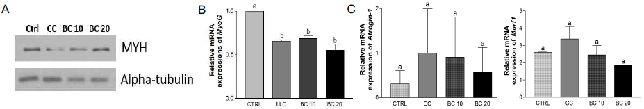 Effects of β-carotene on muscle differentiation and atrophy markers in C2C12 myoblast co-cultured with LLC lung cancer cell. Protein level of muscle differentiation marker, (A) MYH, was detected by Western blot. mRNA level of muscle differentiation marker, (B) MyoG, and muscle atrophy marker, (C) Atrogin-1 and Murf1, were detected by the real-time RT-PCR and GAPDH was used as a loading control. CC, C2C12 myoblast co-cultured with LLC lung cancer cell; BC, β -carotene; BC 10, BC 10 uM; BC 20, BC 20 uM