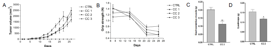 Effects of various number of injected LLC cells on tumor volume, grip strength, gastrocnemius muscle weight and quadriceps muscle weight in LLC-induced cancer cachexia mouse model. (A) Tumor volume, (B) grip strength, (C) gastrocnemius muscle weight, and (D) quadriceps muscle weight were analyzed. CC1, 5x105 of LLC cells injected cancer cachexia mouse model; CC2, 1x106 of LLC cells injected cancer cachexia mouse model; CC3, 3x106of LLC cells injected cancer cachexia mouse model; *, P < 0.05; **, P < 0.01