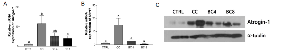 Effects of β-carotene on muscle atrophy marker in gastrocnemius muscle of LLC-induced cancer cachexia mouse model. mRNA level of muscle atrophy marker, (A) Atrogin-1 and (B) Murf1 were detected by the real-time RT-PCR and GAPDH was used as a loading control. Protein level of (C) Atrogin-1 was detected by Western blot. CC, Cancer cachexia; BC, β -carotene; BC 4, BC 4 mg/kg b.w. supplementation; BC 8, BC 8 mg/kg b.w. supplementation