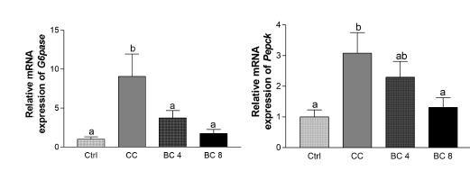 Effects of β-carotene on hepatic gluconepogenesiis markers of LLC-induced cancer cachexia mouse model. mRNA level of hepatic gluconeogenesis marker,G6pase and Pepck was detected by the real-time RT-PCR and Gapdh was used as a loading control. CC, Cancer cachexia; BC, β-carotene; BC 4, BC 4 mg/kg b.w. supplementation; BC 8, BC 8 mg/kg b.w. supplementation