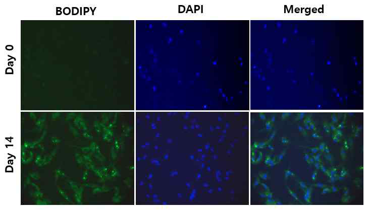 Differentiation of human primary preadipocyte. Human primary preadipocytes were treated with insulin, dexamethasone, 3-isobutyl-methylxanthine (IBMX), indomethacin, and rosigiltazone for 14 days to induce adipogenesis. The cells were stained with BODIPY 493/503 for visualizing lipids (green) and DAPI for visualizing nuclei (blue)