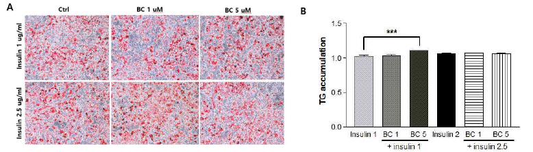 Effects of β-carotene on adipogenesis in 3T3-L1 cells. 3T3-L1 cells were treated with various doses of β-carotene (0, 1, 5 uM) during adipocyte differentiation for 6 days. (A) Adipogenesis was analyzed by Oil Red O staining. (B) The absorbance of the extracted Oil Red O was measured at 570 nm to determine the triglyceride (TG) accumulation. insulin 1, insulin 1 ug/ml; insulin 2.5, insulin 2.5 ug/ml; BC, β -carotene; BC 1, 1 μM BC treatment group; BC 5, 5 μM BC treatment group. ***P < 0.001 compared to the insulin 1 without BC group