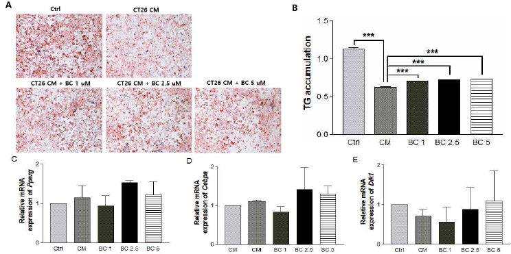 Effects of β-carotene-treated CT26 cell-derived conditioned media on adipogenesis and mRNA expressions of adipogenesis markers in 3T3-L1 cells. After CT26 colon cancer cells were treated with various doses of β-carotene (0, 1, 2.5, 5 uM) for 48 h, conditioned media were collected to be treated to 3T3-l1 cells during adipogenesis for 6 days. (A) Adipogenesis was assayed with Oil Red O staining. (B) The absorbance of the extracted Oil Red O was measured at 570 nm to determine the triglyceride (TG) accumulation. mRNA levels of adipogenic markers, (C) Pparg, (D) Cebpa, and (E) Dlk1, were detected by real-time RT-PCR and β-actin was used as a loading control. CM, C26 conditioned media; BC, β-carotene; BC 1, 1 μM BC treatment group; BC 2.5, 2.5 μM BC treatment group; BC 5, 5 μM BC treatment group. ***P < 0.001 compared to the CM group