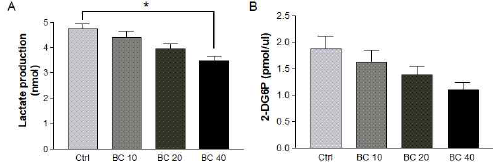 Effects of β-carotene on lactate production and glucose uptake in 3T3-L1 cells. After CT26 cells were treated with various doses of β-carotene (0, 10, 20, 40 uM) for 48 h, the levels of (A) lactate produced in the conditioned medium and (B) 2-DG-6-phosphate (2-DG6P), metabolic products of glucose uptake, and were determined. BC, β-carotene; BC 10, 10 μM BC treatment group; BC 20, 20 μM BC treatment group; BC 40, 40 μM BC treatment group. *P < 0.05 compared to the Ctrl group