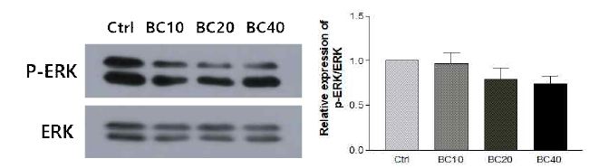 Effects of β-carotene on ERK signaling in CT26 cells. After CT26 cells were treated with various doses of β-carotene (0, 10, 20, 40 uM) for 48 h, relative protein levels of phosphorylated-ERK were determined by Western blots and total-ERK was used as a loading control, respectively. BC, β -carotene; BC 10, 10 μM BC treatment group; BC 20, 20 μM BC treatment group; BC 40, 40 μM BC treatment group