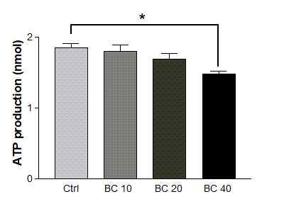 Effects of β-carotene on ATP production in 3T3-L1 cells. After CT26 cells were treated with various doses of β-carotene (0, 10, 20, 40 uM) for 48 h, the intracellular level of ATP was measured. BC, β-carotene; BC 10, 10 μM BC treatment group; BC 20, 20 μM BC treatment group; BC 40, 40 μM BC treatment group. *P < 0.05 compared to the Ctrl group