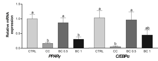 Effects of β-carotene on the mRNA expressions of adipogenic markers in human primary preadipocyte co-cultured with colon cancer organoids. mRNA levels of adipogenic markers, C/EBPα and PPARγ were detected by the real-time RT-PCR and GAPDH was used as a loading control. CC, human primary preadipocyte co-cultured with colon cancer organoids; BC, β-carotene; BC 0.5, BC 0.5 uM; BC 1, BC 1 uM