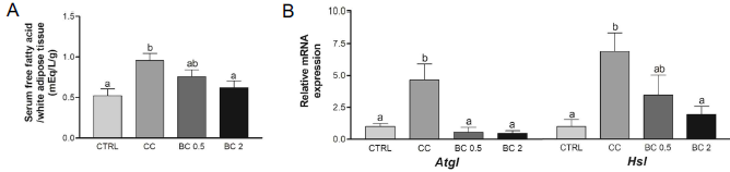 Effects of β-carotene on lipolysis in CT26-induced cancer cachexia mouse model. (A) Concentrations of free fatty acids/white adipose tissue weight in serum were analyzed using ELISA assays for each mouse. mRNA expression levels of (B) Atgl and Hsl were detected by the real-time RT-PCR and Gapdh was used as a loading control. CC, Cancer cachexia; BC, β-carotene; BC 0.5, BC 0.5 mg/kg b.w. supplementation; BC 2, BC 2 mg/kg b.w. supplementation