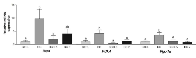 Effects of β-carotene on the mRNA expressions of fat browning markers in subcutaneous fats of CT26-induced cancer cachexia mouse model. mRNA levels of fat browning markers, Ucp1, Pdk4, and Pgc-1α were detected by the real-time RT-PCR and Gapdh was used as a loading control. CC, Cancer cachexia; BC, β-carotene; BC 0.5, BC 0.5 mg/kg b.w. supplementation; BC 2, BC 2 mg/kg b.w. supplementation