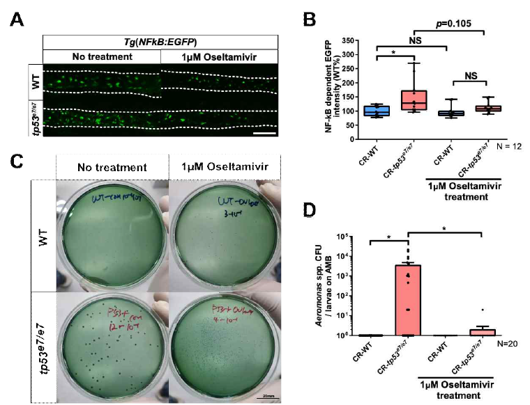 (A, B) Tg(NF-kB:EGFP) 기반 oseltamivir 처리에 의한 tp53 돌연변이체에서의 장염증 반응 억제 및 정량 그래프 (C, D) oseltamivir 처리에 의한 tp53 돌연변이체에서의 Aeromonas spp. colonization 억제 검증 및 정량 그래프