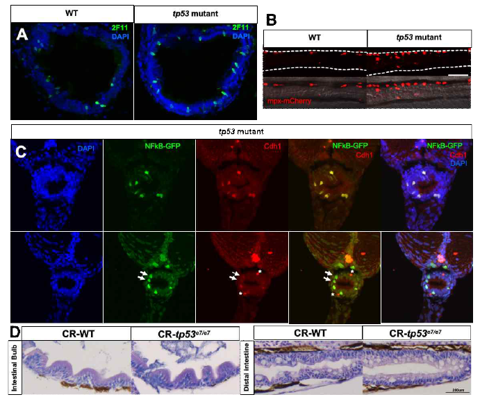 tp53 돌연변이체에서의 장세포구성 분석 (A) enteroendorine cells (2F11 antibody, green) (B) neutropils (mpx-mcherry transgenic, red) (C) enterocytes (Cdh1 antibody, red) green is NFkB-gfp+ cells (D) 7일령 제브라피쉬 라바의 H&E staining of cryo-sectioned intestine (saggital)