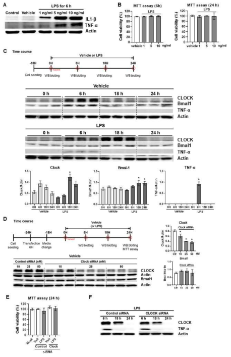 LPS(10 ng/ml)에 노출된 BV2세포에서 시계유전자와 염증성 사이토카인 발현 변화(A-C). Clock siRNA transfection된 BV2세포에서 시계유전자와 염증성 사이토카인 발현 변화. N=3-5. *p < 0.05 vs. 0 h