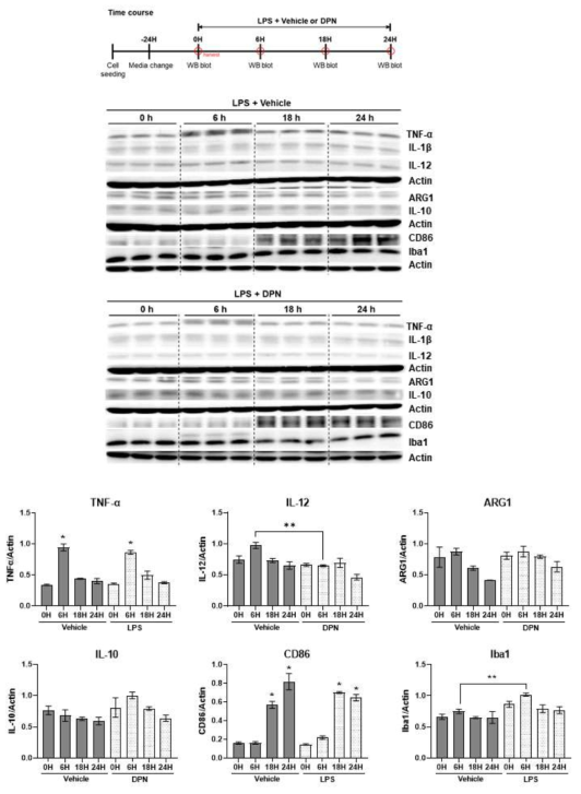 BV2세포에 LPS(10 ng/ml)와 vehicle 또는 DPN (500 nM) 동시 처치시 염증성 마커(TNF-α, IL-12, CD86)과 항염증성 마커(ARG1, IL-10)의 시간별 발현 변화(A-C). Clock siRNA transfection된 BV2세포에서 시계유전자와 염증성 사이토카인 발현 변화. N=3. *p < 0.05 vs. 0 h