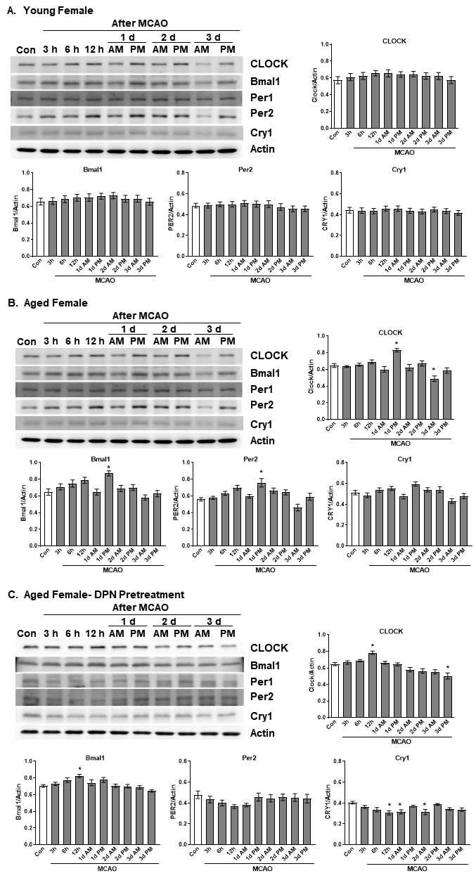 10주령 암컷 젊은 성체(A), 20개월령 노령마우스(B)와 DPN(8mg/kg, I.p. for 6 days) 전처치 한 노령 마우스에서 30분간 MCAO 유도후 3일간 10AM과 10PM 시계유전자 단백 발현 변화와 각 정량 그래프 (n=5). *p < 0.05 vs. Con(AM)