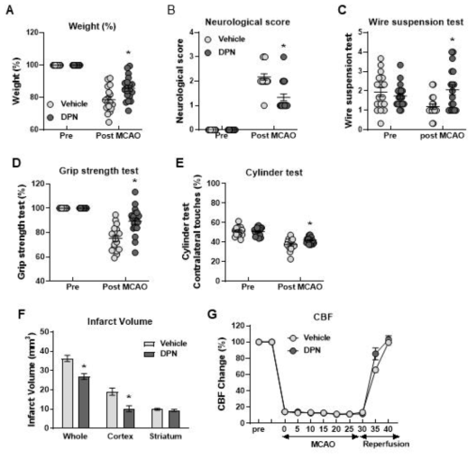 20개월령 노령마우스에 vehicle (n = 17) 또는 DPN(n = 18;8mg/kg, I.p. for 6 days) 전처치하여 MCAO 30분 시행 전후의 체중(A), Neurological score (B), Wire suspension test (C), Grip strength test (D), Cylinder test (E), 뇌경색 용적(F) 및 뇌혈류 변화(G) 비교. *p < 0.05 vs. Vehicle