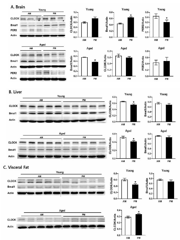 10주령 암컷 젊은 성체와 20개월령 노령마우스의 10AM과 10PM의 뇌(A), 간(B)와 내장지방(C)에서 CLOCK과 Bmal1의 발현 변화와 그 정량 그래프 (n=5). *p < 0.05 vs. AM