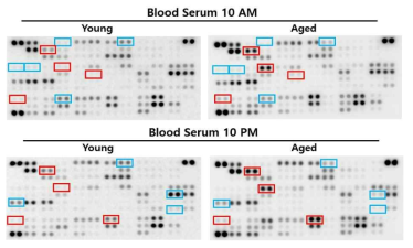 10AM과 10PM에서 노화에 따라 혈액내 발현 증감 차이를 보이는 사이토카인들(청색 박스는 감소, 빨간 박스는 증가를 보여줌. 그룹당 n = 3 반복함)