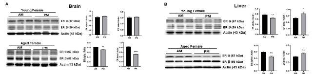 10주령 암컷 젊은 성체와 20개월령 노령마우스의 10AM과 10PM의 뇌(A)와 간(B)에서 ER α와 ERβ 발현 변화와 그 정량 그래프 (n=5). *p < 0.05 vs. AM