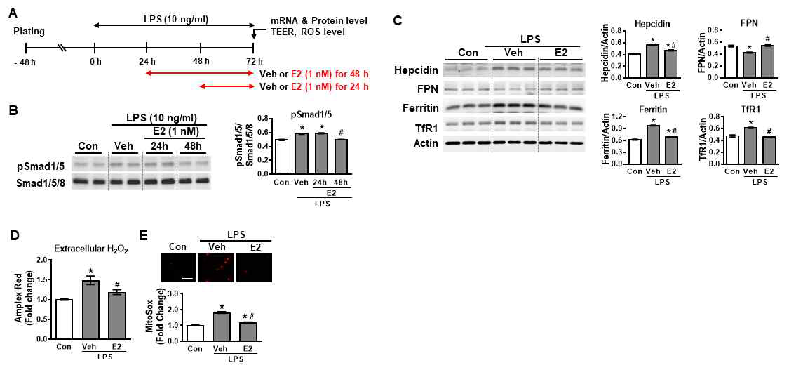 LPS에 노출된 bEnd.3세포에 E2 처치시(A), pSmad1/5(B)과 hepcidin(C) 발현 감소와 활성산소 감소(D와 E). N=3. *p < 0.05 vs. control; **p < 0.05 vs. vehicle