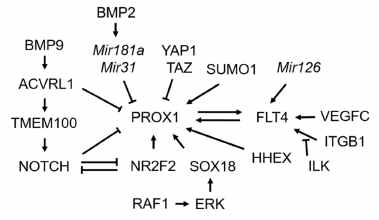 Genes and signaling pathways involved in the cell fate determination of lymphatic endothelial cells