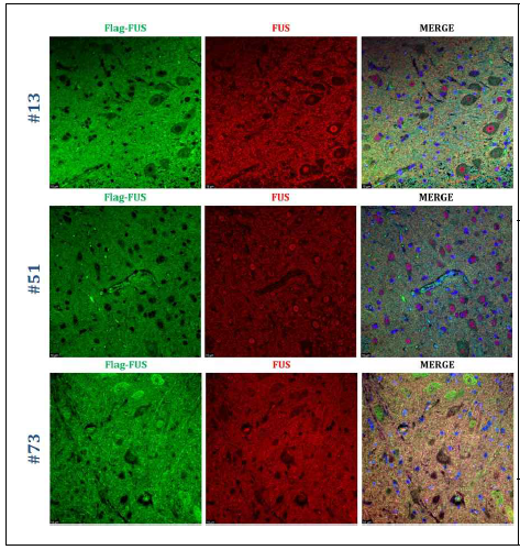 총 3 라인의 마우스 (#13, #51, #73) 의 F3 generation을 sacrifice 시킴. Cervical enlargement의 1mm coronal section으로 slide를 제작하여 Flag (green)와 endogenous FUS (red)를 염색하여 cytoplasmic FUS aggregates 확인함.　＃73 라인의 F3에서 가장 두드러진 cytoplasmic FUS aggregation 및 motor neuron loss가 보임