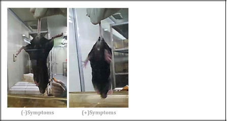 #13, #51, #73 라인의 F3 generation 마우스에서 ALS clinical phenotype defects 보임