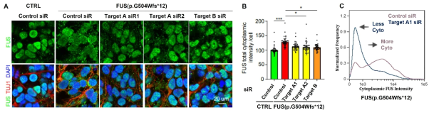 A,B) FUS-p.G504Wfs*12 환자 iNeuron에 치료 후보물질 처리 후 세포 내 FUS 위치 확인. C) FUS-p.G504Wfs*12 형질전환 동물 뇌신경세포에 치료 후보물질 처리 후 세포 내 FUS 위치 확인