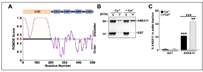 RNA-단백질 응집체 구성요소 중 하나인 ANXA11은 (A) N-t에 LCD를 보유하고 (=Intrinsically aggregation-prone) (B, C) 칼슘 의존적/친화적으로 응집됨 (S: supernatant; P:pellet)