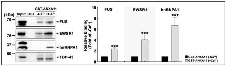 칼슘 유무에 따른 ANXA11과 ALS 원인 유전자 FUS, EWSR1, hnRNPA1, TDP-43과의 상호 작용