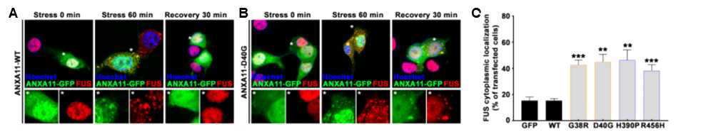 ANXA11와 FUS의 osmotic stress로 인한 비가역적 응집