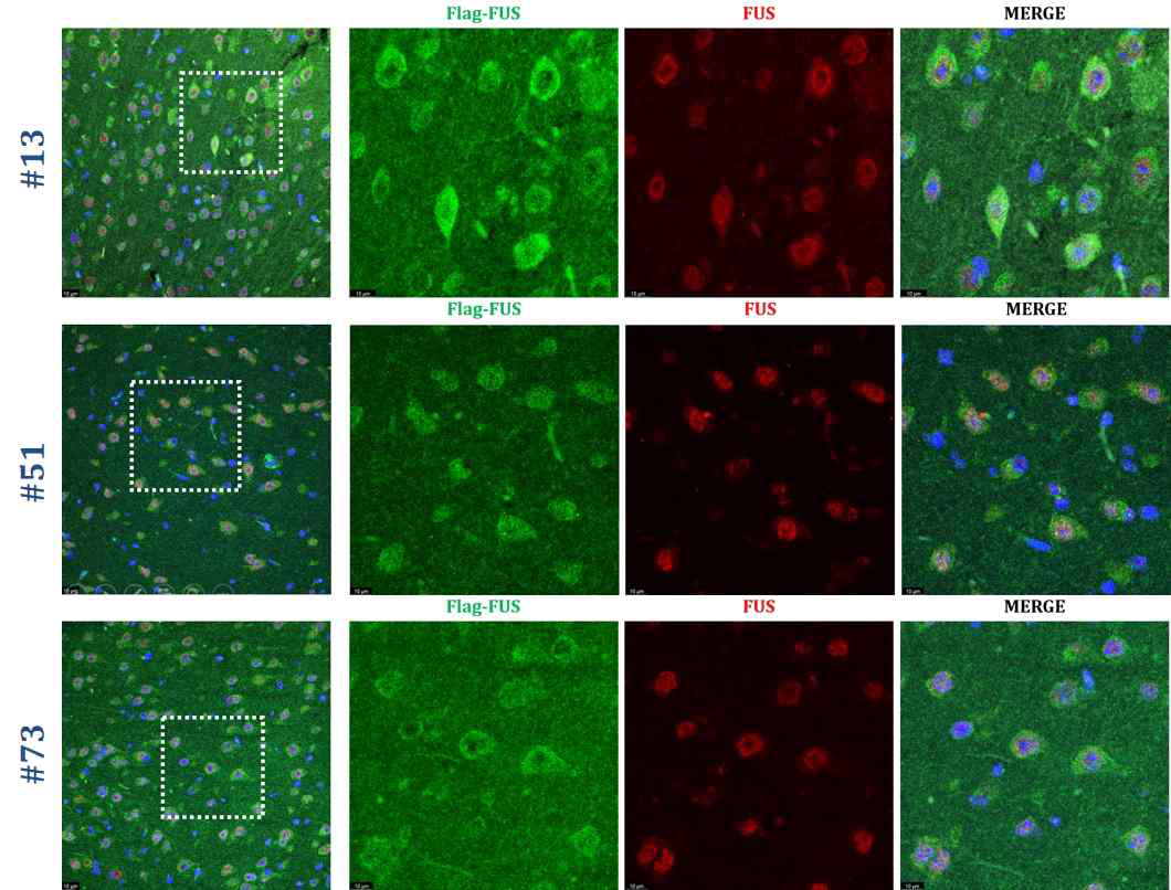 라인의 F3 generation을 sacrifice 시킴. Bregma 의 –0.94와 –2.18 사이(coronal slice)의 brain 조직으로 slide를 제작하여 Flag (green)와 endogenous FUS (red)를 염색한 결과 모두 ALS-FUS pathology 인 cytoplasmic FUS aggregates를 확인함