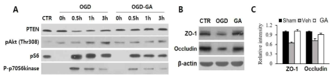 혈관내피세포 bEnd.3 배양 시스템에서 OGD후 mTOR pathway에 대한 갈산(GA)의 영향. (A) Western blot for PTEN, pAkt, pS6, pS6 kinsae, (B, C) Western blot for Zo-1, occludin