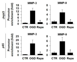 bEnd.3 세포에서 6시간 OGD후 reperfusion 1시간에서의 Chip assay 결과