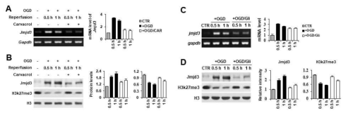 bEnd.3 세포에서 OGD후 TRPM7과 PDGF receptor signaling이 JMJD3에 미치는 영향. (A) RT-PCR for JMJD3, (B) Western blot for JMJD3, H3k27me3, (C) RT-PCR for JMJD3, (D) Western blot for JMJD3, H3k27me3