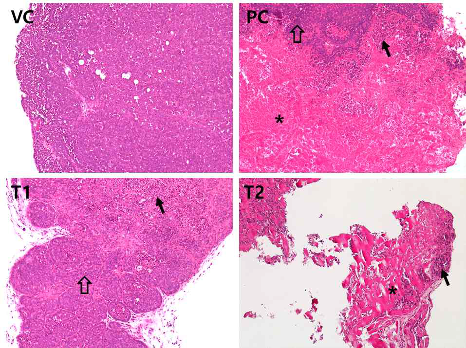 조직학적 검사 결과 Asterisk: necrosis area; Black arrow: necrotic cells; Hallow arrow: non-necrotic tumor tissue