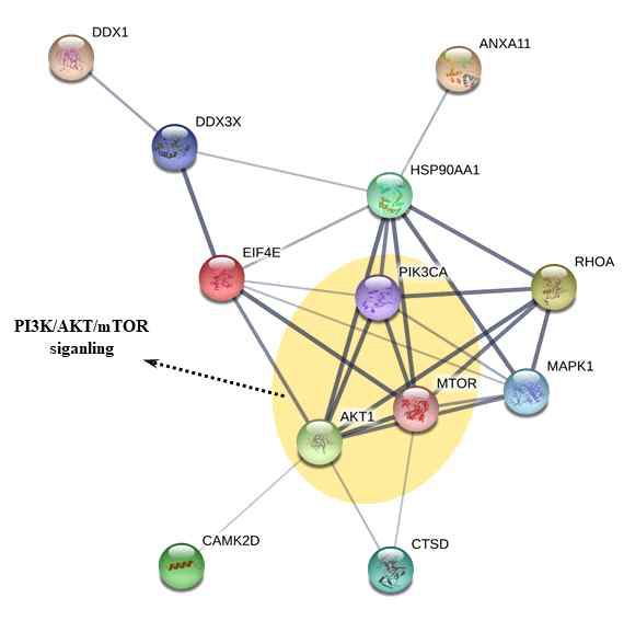 Protein-protein interaction 결과