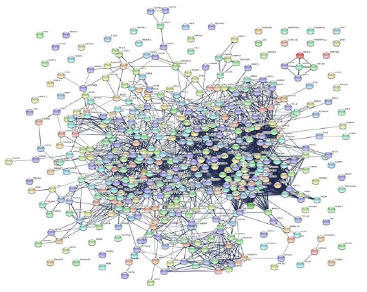 총 단백질 Protein-protein interaction 결과