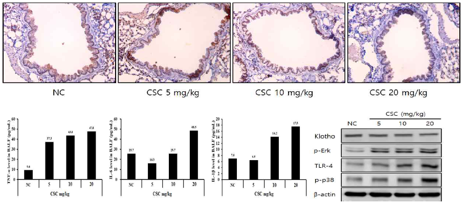 CSC의 노출로 야기된 염증성 싸이토카인 증가 및 폐조직내 Klotho 발현변화
