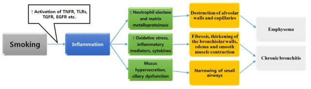 흡연으로 야기되는 만성폐쇄성 폐질환의 모식도