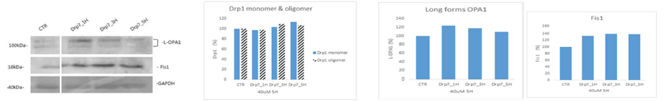 HaCaT 세포에서, Drp7(DK5303)은 Drp1 monomer, Drp1 oligomer를 증가시키고, OPA1 및 Fis1양을 증가시켜서 Drp1 저해효과를 보임 –fission inhibitor 역할 확인