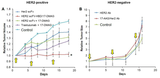 HER2 scFv-HBD/GM 복합체의 in vivo 항암효능 검증