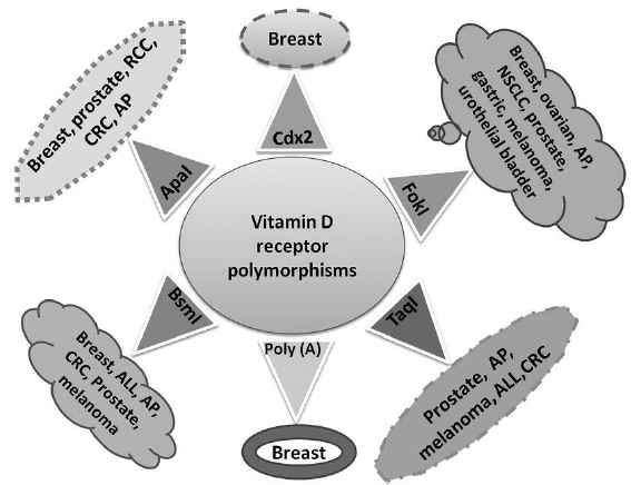 비타민 D 수용체의 polymorphisms과 암발생 위험 증가와의 상관성